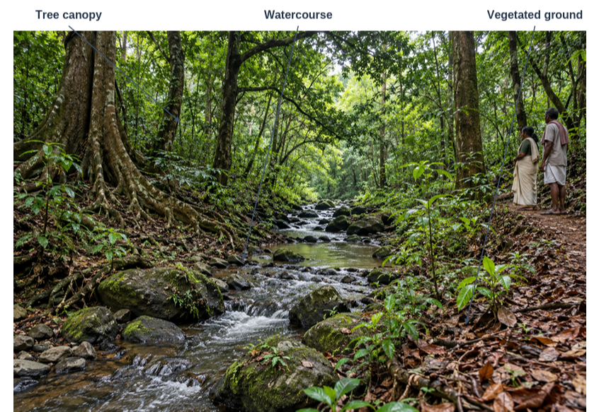 Illustrative Grove